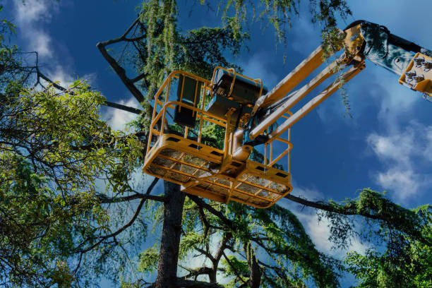 How Our Tree Care Process Works  in Juno Ridge, FL